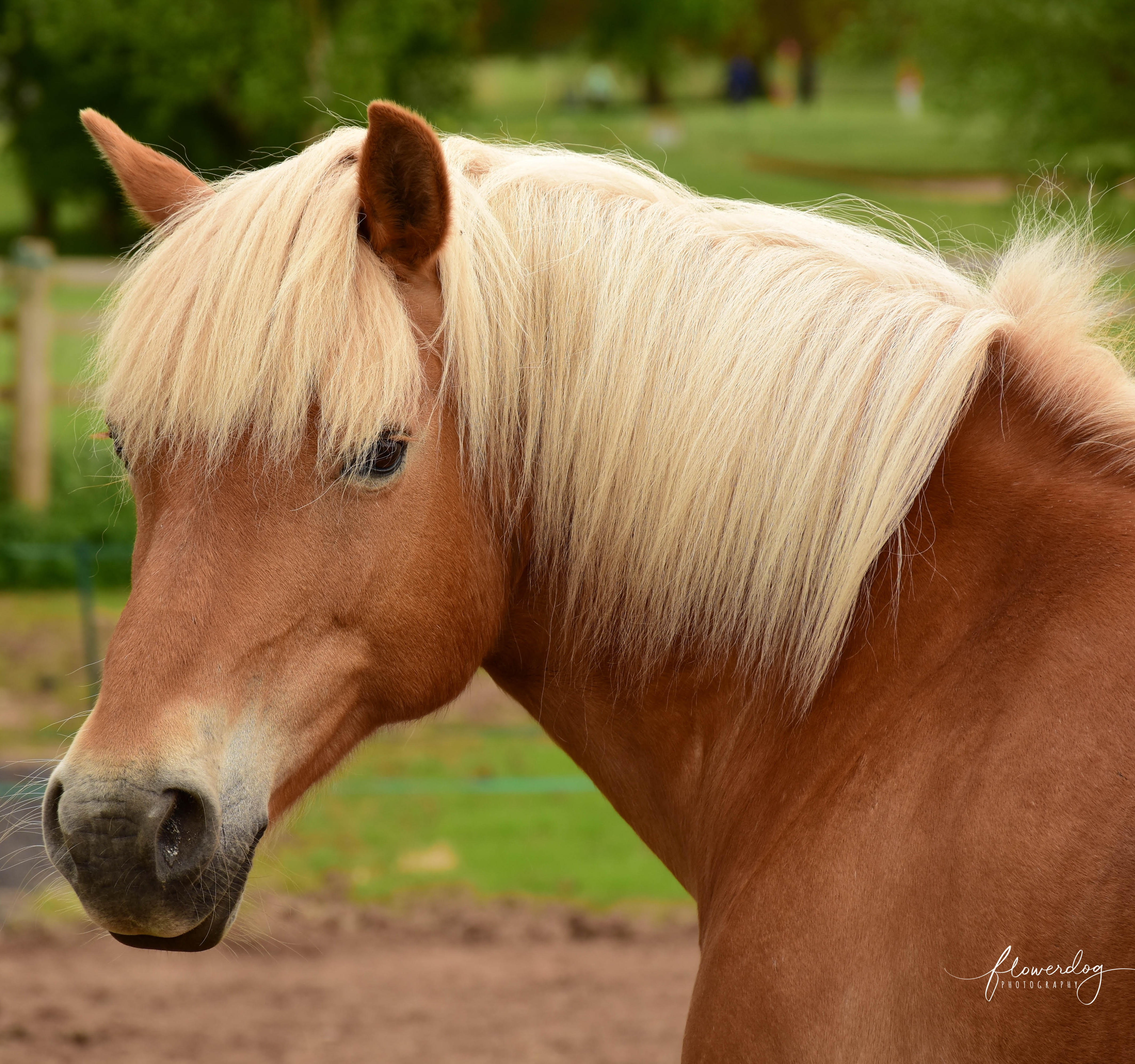 Becca the Haflinger at The Listening Room