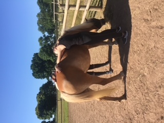 Equine assisted session at The Listening Room