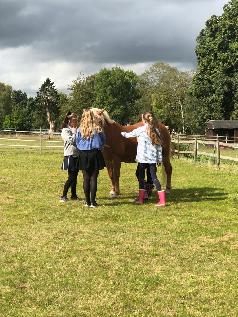 Equine assisted session at The Listening Room