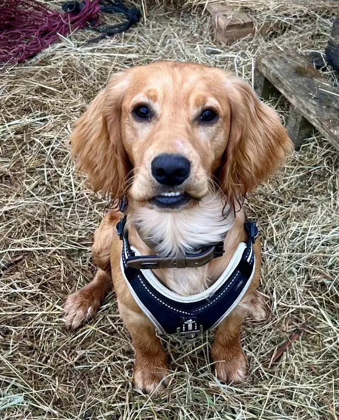 Ace the Cocker Spaniel at The Listening Room