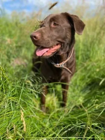 Roxy the Labrador at The Listening Room