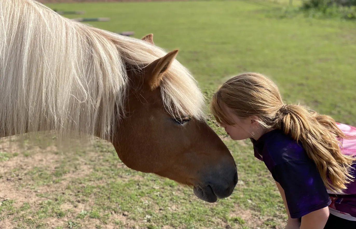 Equine assisted counselling session