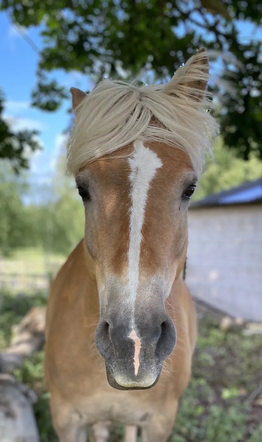 Working alongside the horses at The Listening Room