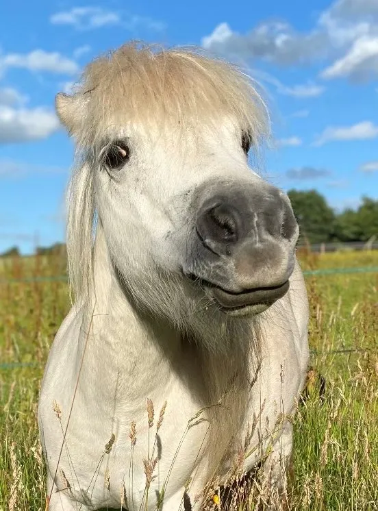 Crystal the Shetland pony at The Listening Room