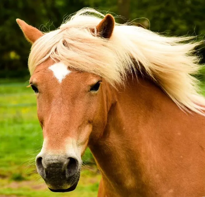 Becca the Haflinger at The Listening Room