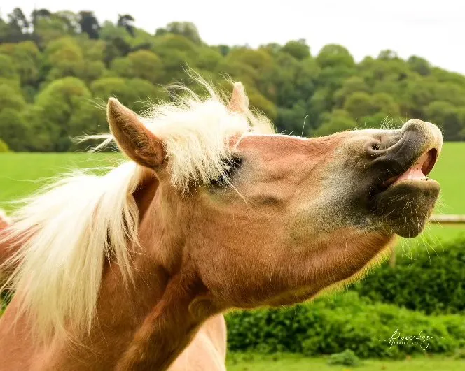 Harley the Haflinger at The Listening Room