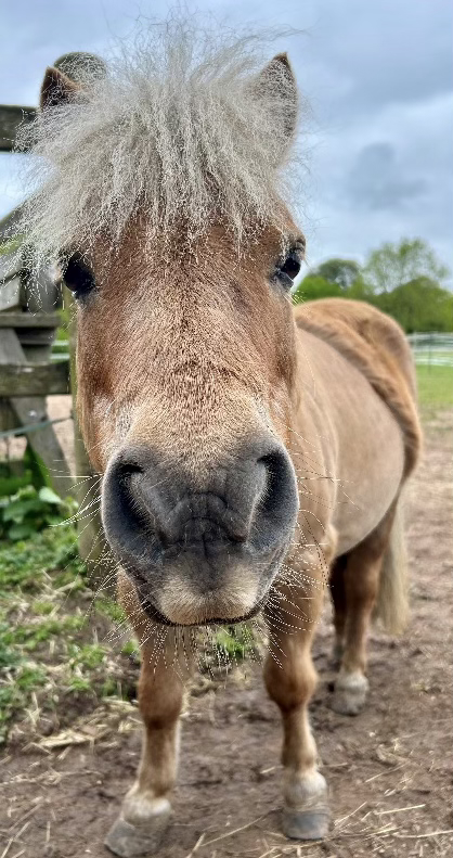 Roo the Shetland pony at The Listening Room